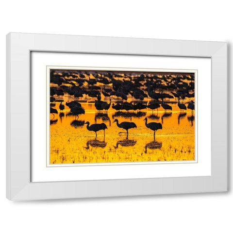 USA-New Mexico-Bosque Del Apache National Wildlife Refuge-Sandhill crane silhouettes in water at su White Modern Wood Framed Art Print with Double Matting by Jaynes Gallery