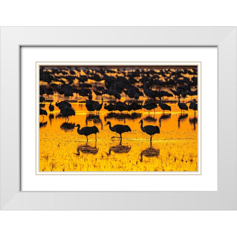 USA-New Mexico-Bosque Del Apache National Wildlife Refuge-Sandhill crane silhouettes in water at su White Modern Wood Framed Art Print with Double Matting by Jaynes Gallery