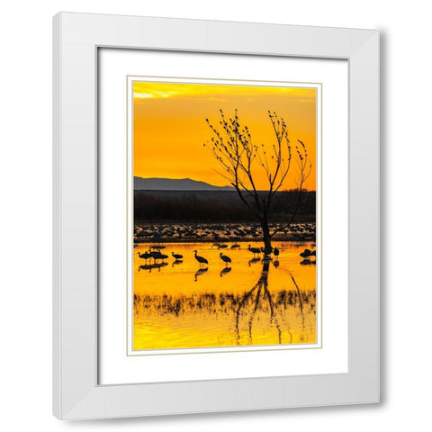 USA-New Mexico-Bosque Del Apache National Wildlife Refuge-Sandhill cranes in water at sunrise White Modern Wood Framed Art Print with Double Matting by Jaynes Gallery