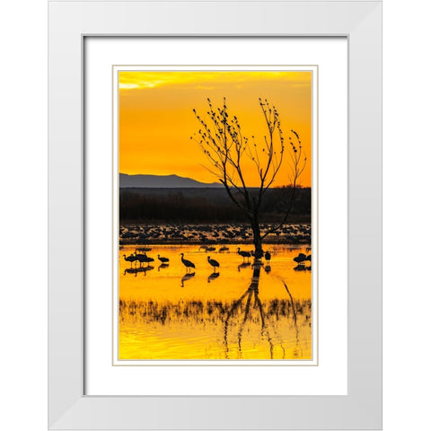 USA-New Mexico-Bosque Del Apache National Wildlife Refuge-Sandhill cranes in water at sunrise White Modern Wood Framed Art Print with Double Matting by Jaynes Gallery