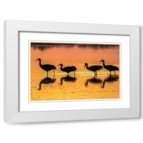 USA-New Mexico-Bosque Del Apache National Wildlife Refuge-Sandhill crane silhouettes in water at su White Modern Wood Framed Art Print with Double Matting by Jaynes Gallery