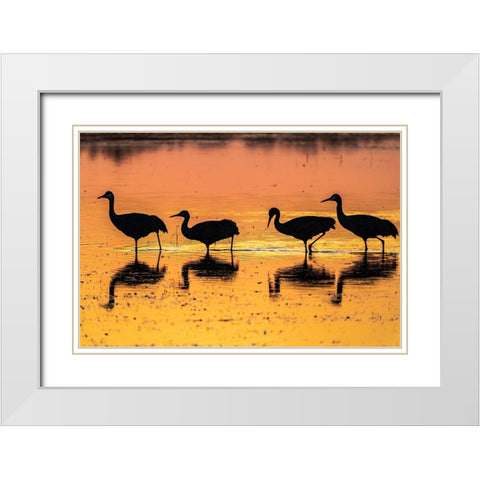 USA-New Mexico-Bosque Del Apache National Wildlife Refuge-Sandhill crane silhouettes in water at su White Modern Wood Framed Art Print with Double Matting by Jaynes Gallery
