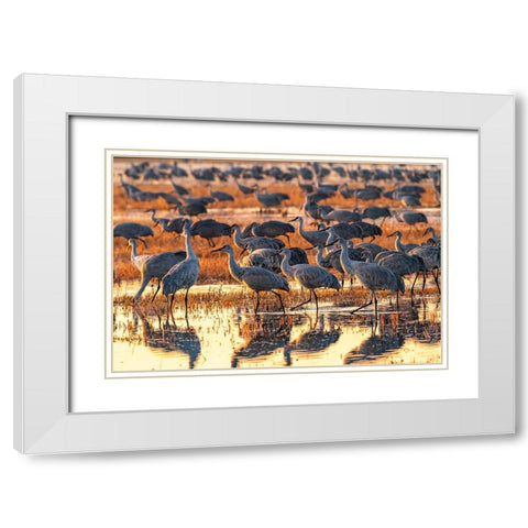 USA-New Mexico-Bosque Del Apache National Wildlife Refuge-Sandhill cranes in water at sunrise White Modern Wood Framed Art Print with Double Matting by Jaynes Gallery