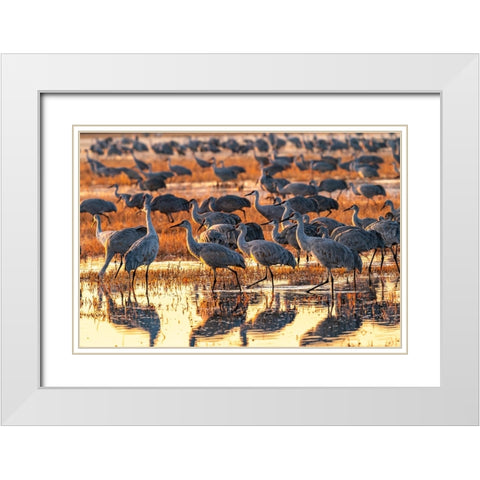 USA-New Mexico-Bosque Del Apache National Wildlife Refuge-Sandhill cranes in water at sunrise White Modern Wood Framed Art Print with Double Matting by Jaynes Gallery