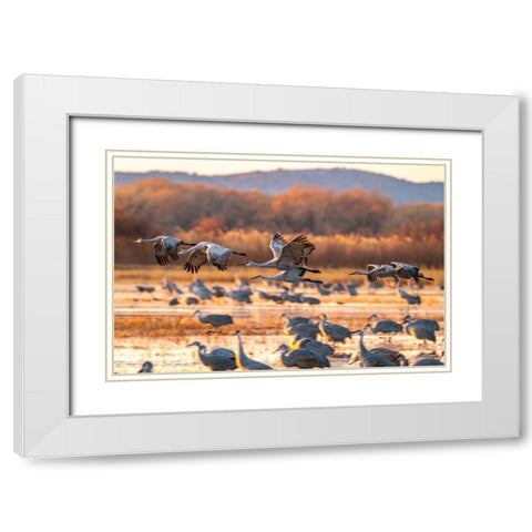 USA-New Mexico-Bosque Del Apache National Wildlife Refuge-Sandhill cranes flying at sunrise White Modern Wood Framed Art Print with Double Matting by Jaynes Gallery