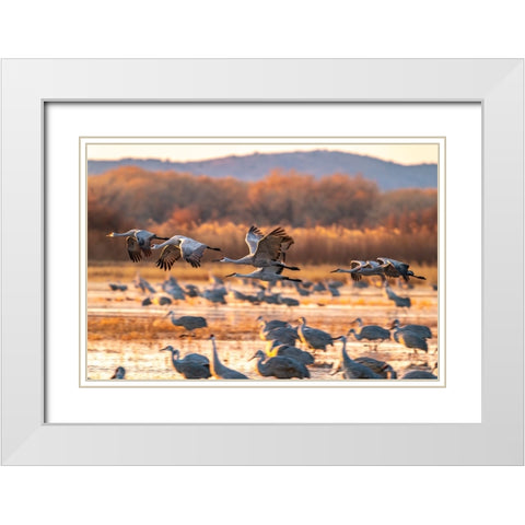 USA-New Mexico-Bosque Del Apache National Wildlife Refuge-Sandhill cranes flying at sunrise White Modern Wood Framed Art Print with Double Matting by Jaynes Gallery