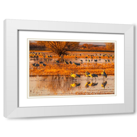 USA-New Mexico-Bosque Del Apache National Wildlife Refuge-Sandhill cranes in water at sunrise White Modern Wood Framed Art Print with Double Matting by Jaynes Gallery