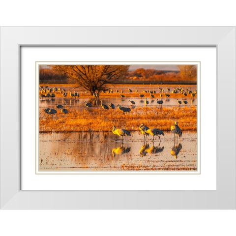 USA-New Mexico-Bosque Del Apache National Wildlife Refuge-Sandhill cranes in water at sunrise White Modern Wood Framed Art Print with Double Matting by Jaynes Gallery