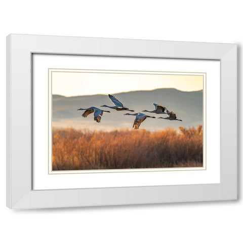 USA-New Mexico-Bosque Del Apache National Wildlife Refuge-Sandhill cranes flying in early morning White Modern Wood Framed Art Print with Double Matting by Jaynes Gallery