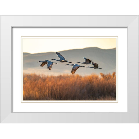 USA-New Mexico-Bosque Del Apache National Wildlife Refuge-Sandhill cranes flying in early morning White Modern Wood Framed Art Print with Double Matting by Jaynes Gallery