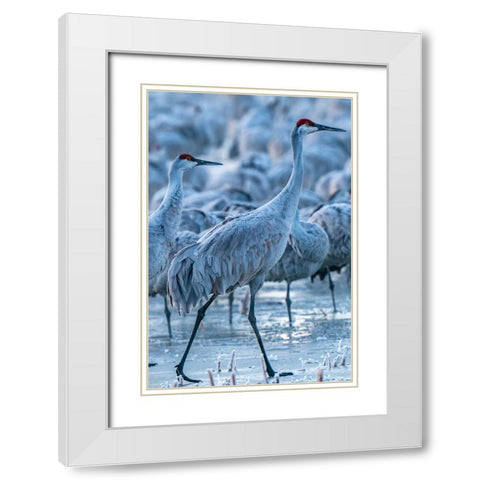 USA-New Mexico-Bernardo Wildlife Management Area-Sandhill cranes in icy water at sunrise White Modern Wood Framed Art Print with Double Matting by Jaynes Gallery