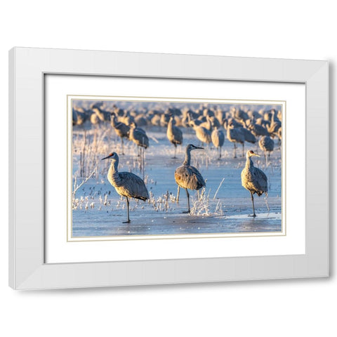 USA-New Mexico-Bernardo Wildlife Management Area-Sandhill cranes standing on ice at sunrise White Modern Wood Framed Art Print with Double Matting by Jaynes Gallery