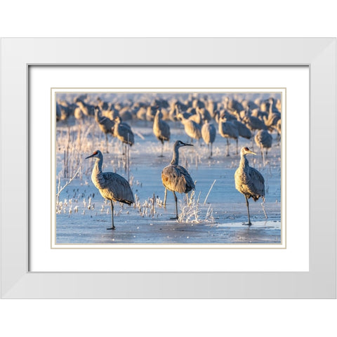 USA-New Mexico-Bernardo Wildlife Management Area-Sandhill cranes standing on ice at sunrise White Modern Wood Framed Art Print with Double Matting by Jaynes Gallery