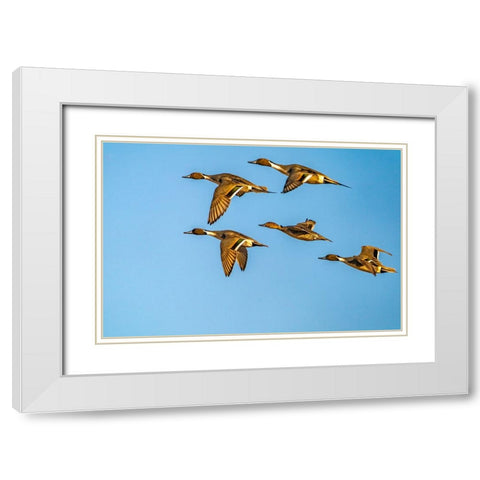 USA-New Mexico-Bosque del Apache National Wildlife Refuge-Pintail duck males and female in flight White Modern Wood Framed Art Print with Double Matting by Jaynes Gallery