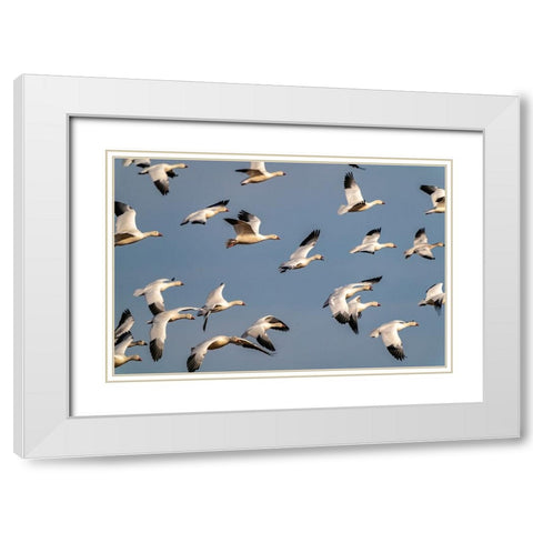 USA-New Mexico-Bosque del Apache National Wildlife Refuge-Snow geese flock in flight White Modern Wood Framed Art Print with Double Matting by Jaynes Gallery