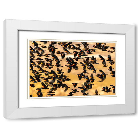 USA- New Mexico- Bosque Del Apache National Wildlife Refuge. Red-winged blackbird flock flying. White Modern Wood Framed Art Print with Double Matting by Jaynes Gallery