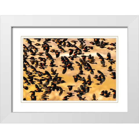 USA- New Mexico- Bosque Del Apache National Wildlife Refuge. Red-winged blackbird flock flying. White Modern Wood Framed Art Print with Double Matting by Jaynes Gallery