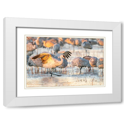 USA- New Mexico- Bosque Del Apache National Wildlife Refuge. Sandhill cranes walking on ice. White Modern Wood Framed Art Print with Double Matting by Jaynes Gallery