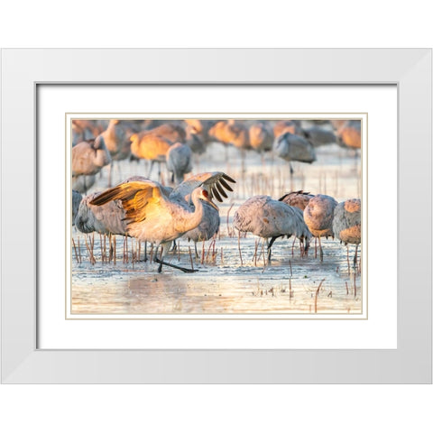USA- New Mexico- Bosque Del Apache National Wildlife Refuge. Sandhill cranes walking on ice. White Modern Wood Framed Art Print with Double Matting by Jaynes Gallery