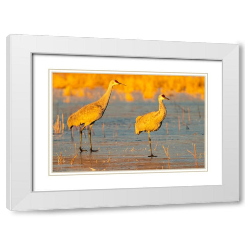 USA- New Mexico- Bosque Del Apache National Wildlife Refuge. Sandhill cranes walking on ice. White Modern Wood Framed Art Print with Double Matting by Jaynes Gallery
