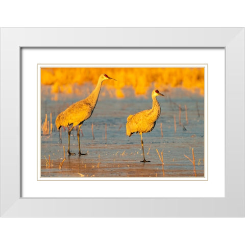 USA- New Mexico- Bosque Del Apache National Wildlife Refuge. Sandhill cranes walking on ice. White Modern Wood Framed Art Print with Double Matting by Jaynes Gallery