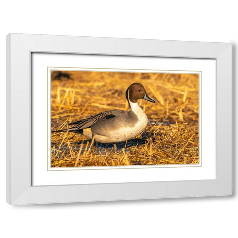 USA- New Mexico- Bosque Del Apache National Wildlife Refuge. Close-up of pintail duck drake. White Modern Wood Framed Art Print with Double Matting by Jaynes Gallery