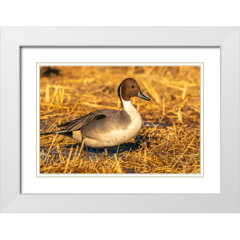 USA- New Mexico- Bosque Del Apache National Wildlife Refuge. Close-up of pintail duck drake. White Modern Wood Framed Art Print with Double Matting by Jaynes Gallery