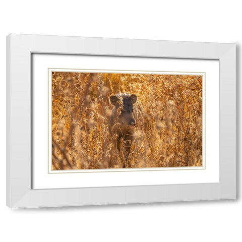 USA- New Mexico- Bosque Del Apache National Wildlife Refuge. Javelina in brush. White Modern Wood Framed Art Print with Double Matting by Jaynes Gallery