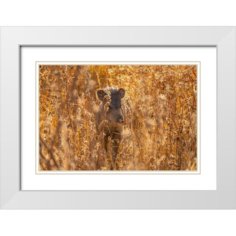 USA- New Mexico- Bosque Del Apache National Wildlife Refuge. Javelina in brush. White Modern Wood Framed Art Print with Double Matting by Jaynes Gallery