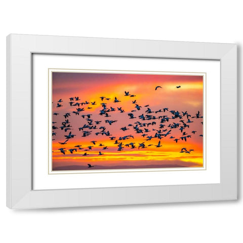USA- New Mexico- Bosque Del Apache National Wildlife Refuge. Snow geese flying at sunrise. White Modern Wood Framed Art Print with Double Matting by Jaynes Gallery