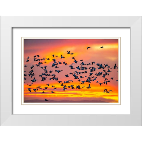USA- New Mexico- Bosque Del Apache National Wildlife Refuge. Snow geese flying at sunrise. White Modern Wood Framed Art Print with Double Matting by Jaynes Gallery