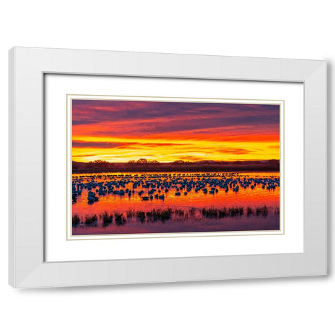 USA- New Mexico- Bosque Del Apache National Wildlife Refuge. Snow geese in water at sunrise. White Modern Wood Framed Art Print with Double Matting by Jaynes Gallery