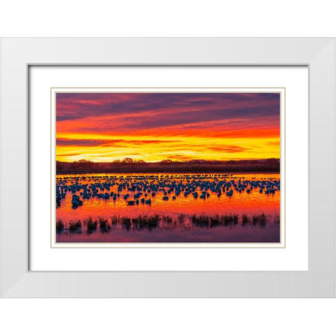 USA- New Mexico- Bosque Del Apache National Wildlife Refuge. Snow geese in water at sunrise. White Modern Wood Framed Art Print with Double Matting by Jaynes Gallery