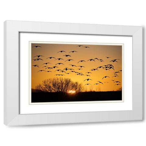 USA- New Mexico- Bosque Del Apache National Wildlife Refuge. Birds in silhouette at sunrise. White Modern Wood Framed Art Print with Double Matting by Jaynes Gallery