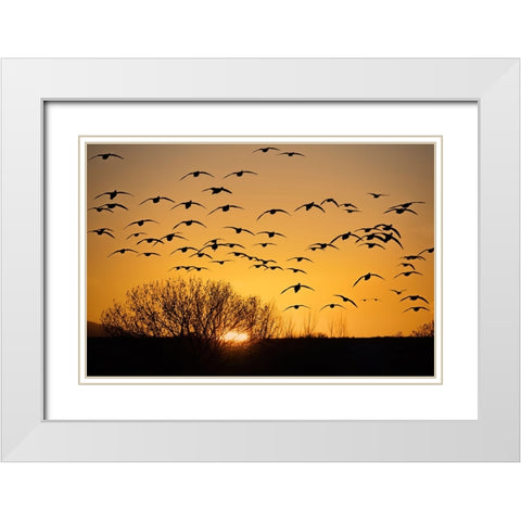 USA- New Mexico- Bosque Del Apache National Wildlife Refuge. Birds in silhouette at sunrise. White Modern Wood Framed Art Print with Double Matting by Jaynes Gallery