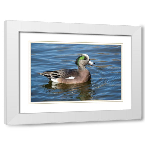 USA- New Mexico- Socorro. American wigeon in small pond White Modern Wood Framed Art Print with Double Matting by Gulin, Darrell