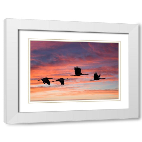 USA- New Mexico. Bosque Del Apache National Wildlife Refuge White Modern Wood Framed Art Print with Double Matting by Gulin, Darrell