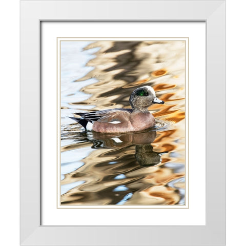 USA- New Mexico- Socorro. American wigeon in small pond White Modern Wood Framed Art Print with Double Matting by Gulin, Darrell