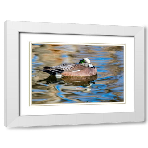 USA- New Mexico- Socorro. American wigeon in small pond White Modern Wood Framed Art Print with Double Matting by Gulin, Darrell