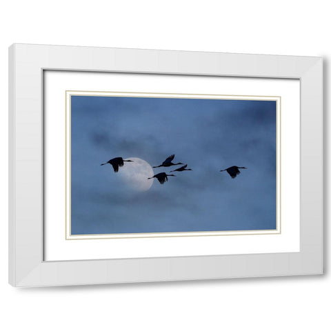 USA- New Mexico. Bosque Del Apache National Wildlife Refuge White Modern Wood Framed Art Print with Double Matting by Gulin, Darrell