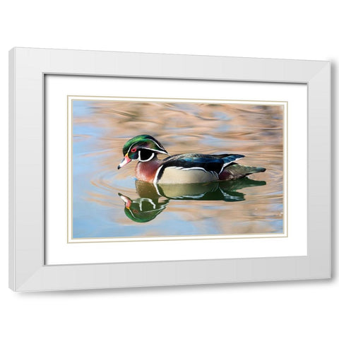 USA- New Mexico- Albuquerque. Male wood duck White Modern Wood Framed Art Print with Double Matting by Gulin, Darrell