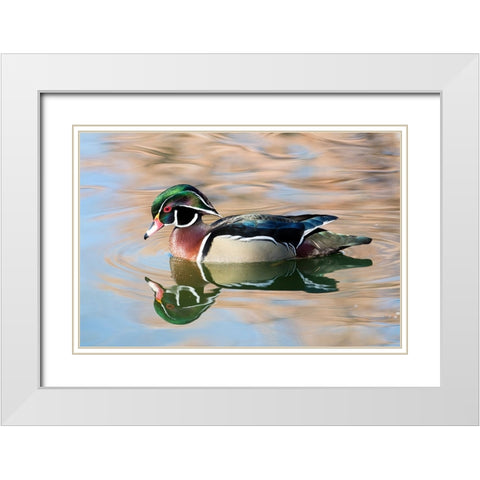 USA- New Mexico- Albuquerque. Male wood duck White Modern Wood Framed Art Print with Double Matting by Gulin, Darrell