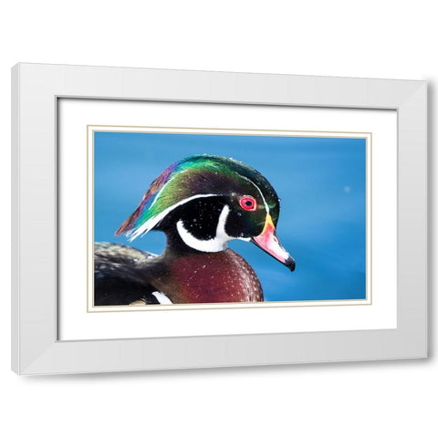 USA- New Mexico- Albuquerque. Male wood duck White Modern Wood Framed Art Print with Double Matting by Gulin, Darrell