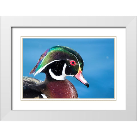 USA- New Mexico- Albuquerque. Male wood duck White Modern Wood Framed Art Print with Double Matting by Gulin, Darrell