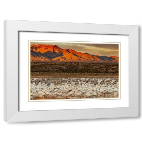 Sandhill cranes and snowgeese wade at Bosque Del Apache National Wildlife Reserve-New Mexico-USA White Modern Wood Framed Art Print with Double Matting by Garber, Howie
