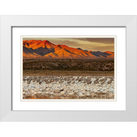Sandhill cranes and snowgeese wade at Bosque Del Apache National Wildlife Reserve-New Mexico-USA White Modern Wood Framed Art Print with Double Matting by Garber, Howie