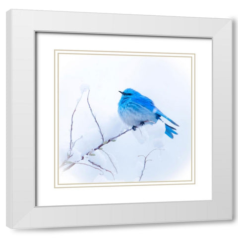 New Mexico. A portrait of a Mountain Bluebird on a branch in the snow. White Modern Wood Framed Art Print with Double Matting by Muir, Janet