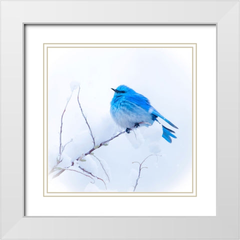 New Mexico. A portrait of a Mountain Bluebird on a branch in the snow. White Modern Wood Framed Art Print with Double Matting by Muir, Janet