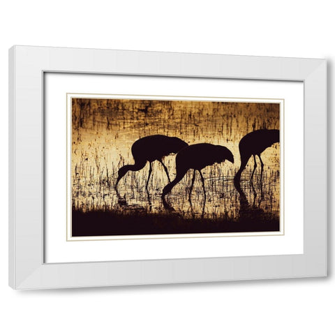 Sandhill crane silhouetted-Bosque del Apache National Wildlife Refuge-New Mexico White Modern Wood Framed Art Print with Double Matting by Pryor, Maresa