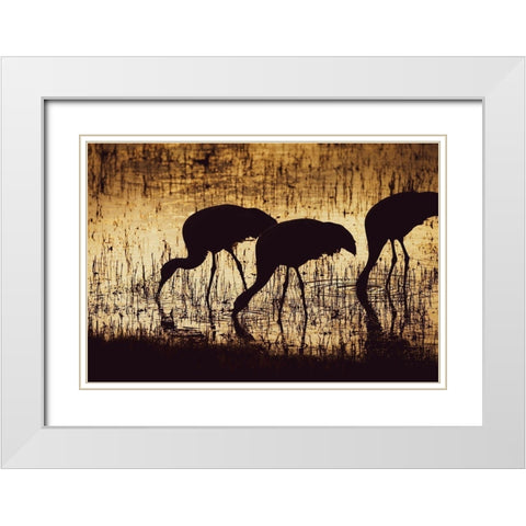 Sandhill crane silhouetted-Bosque del Apache National Wildlife Refuge-New Mexico White Modern Wood Framed Art Print with Double Matting by Pryor, Maresa